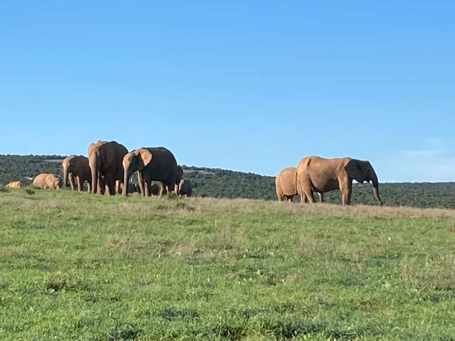 Addo Elephant Full Day Safari / Shore Excursions - Key points to know before booking
