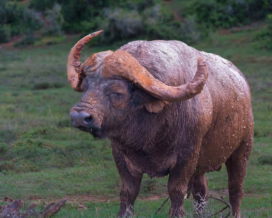Addo Elephant Full Day Safari / Shore Excursions - Why Addo’s elephants are the main event