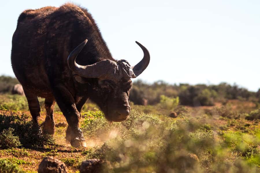 Addo Elephant Full Day Safari / Shore Excursions - Pickups from four Eastern Cape locations