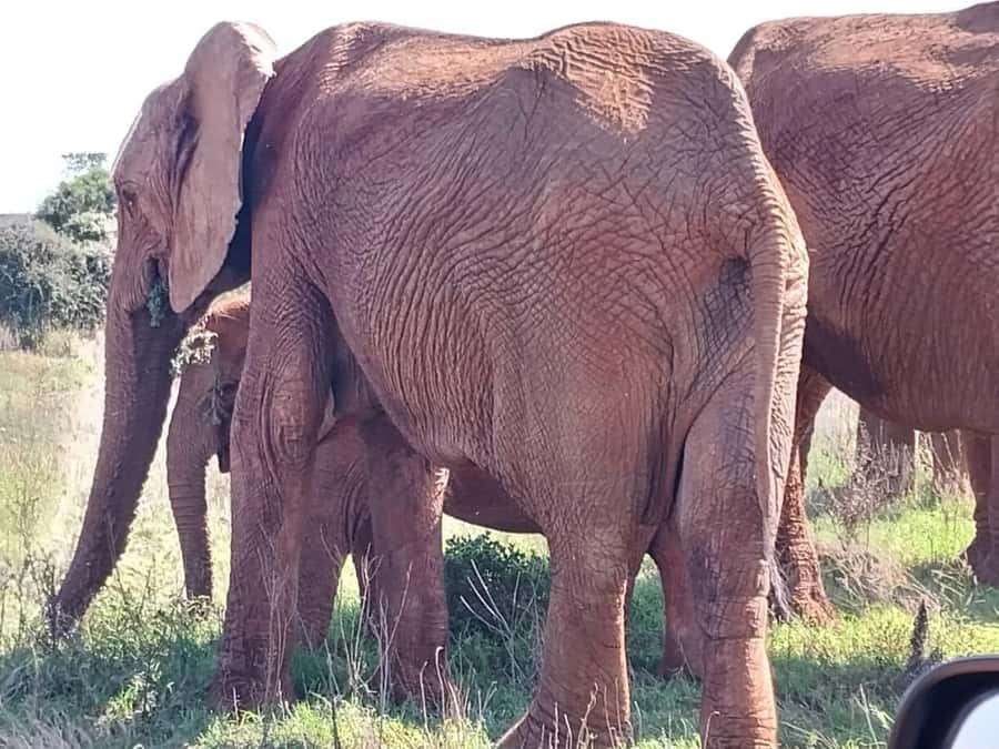 Addo Elephant Full Day Safari / Shore Excursions - What the vehicle means for your safari