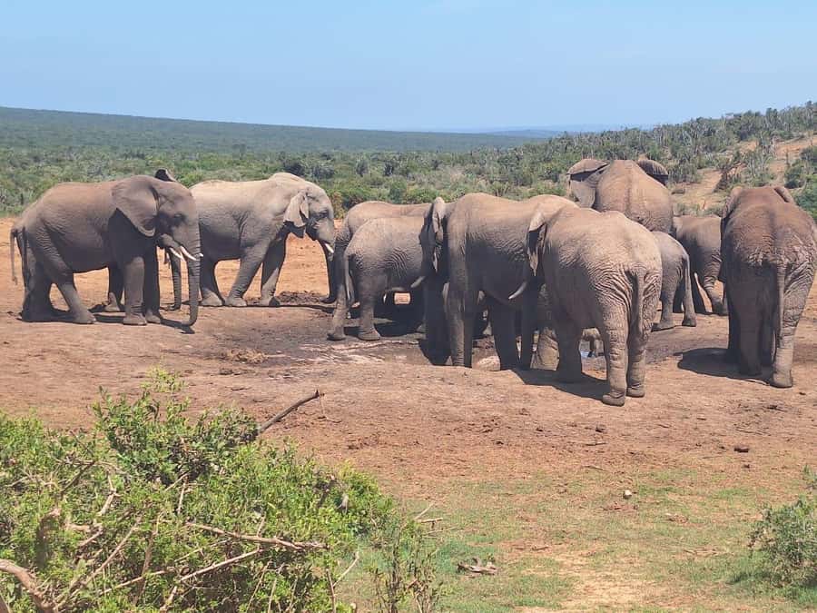 Addo Elephant Full Day Safari / Shore Excursions - The wildlife beyond the elephants