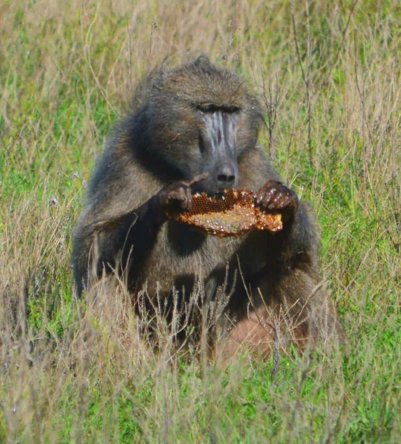 Addo Elephant Full Day Safari / Shore Excursions - A malaria-free park with varied scenery