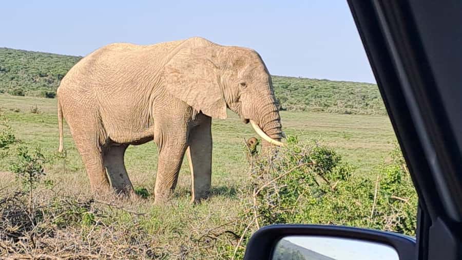 Addo Elephant Full Day Safari / Shore Excursions - Who will get the most from this day