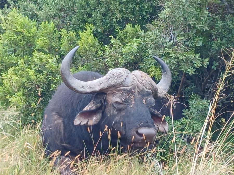 Addo Elephant Full Day Safari / Shore Excursions - A full day split into two useful game drives