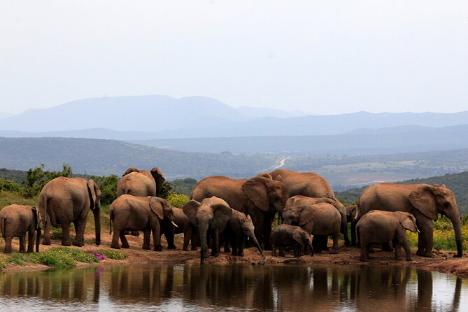 Addo Elephant Full Day Safari with a Traditional South African Braai (BBQ) Lunch - Why this Addo safari works for a short Port Elizabeth stay
