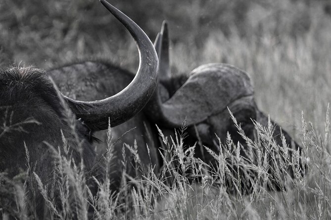 Addo Elephant Full Day Safari with a Traditional South African Braai (BBQ) Lunch - The 10:30 coffee stop in the bush