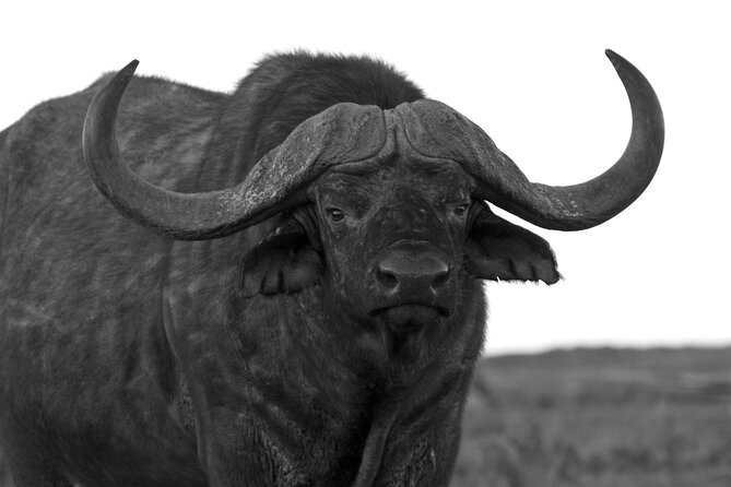 Addo Elephant Full Day Safari with a Traditional South African Braai (BBQ) Lunch - The afternoon drive and the value of staying out