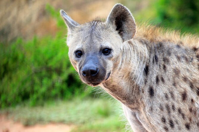 Addo Elephant Full Day Safari with a Traditional South African Braai (BBQ) Lunch - The vehicle, group size, and comfort