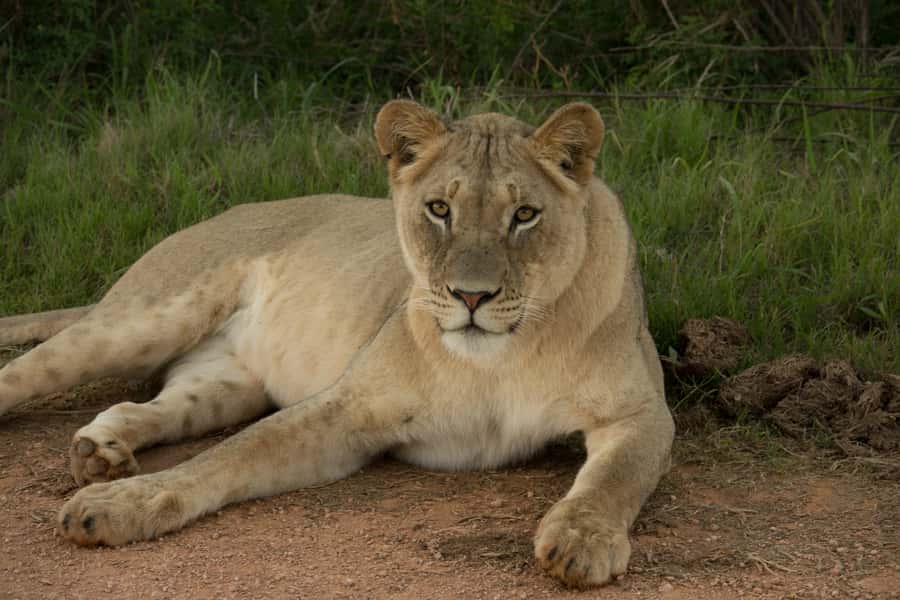 Addo Elephant National Park All Inclusive Full-Day Safari - How to improve your chances of a good sighting