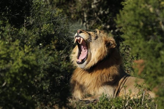 Addo Elephant National Park All Inclusive Full-Day Safari - Why Addo Is Such a Strong Elephant Safari Choice