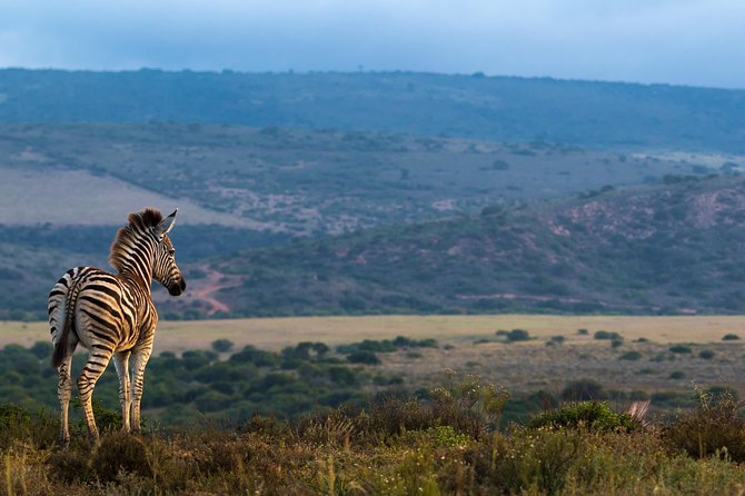 Addo Elephant National Park All Inclusive Full-Day Safari - Guides Make the Difference