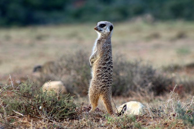 Addo Elephant National Park All Inclusive Full-Day Safari - Lunch, Drinks, and What to Pack