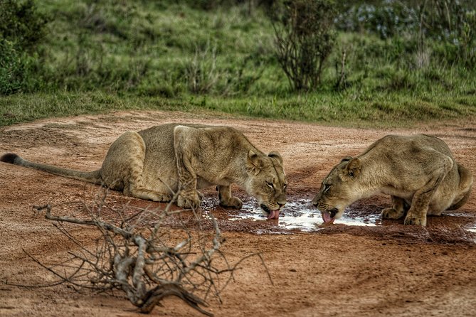 Addo Elephant National Park All Inclusive Full-Day Safari - Safety and Vehicle Standards Deserve Attention