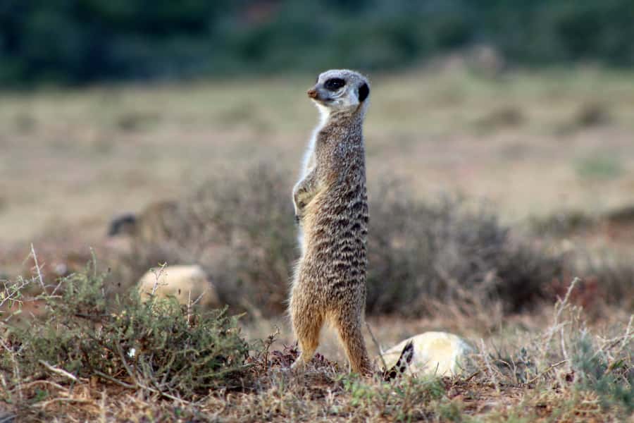 Addo Elephant National Park All Inclusive Full-Day Safari - What $186 actually buys you