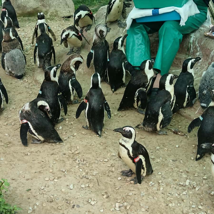 Addo Elephant National Park and Coastal Tour Combo - Lunch at Nanaga Farm Stall