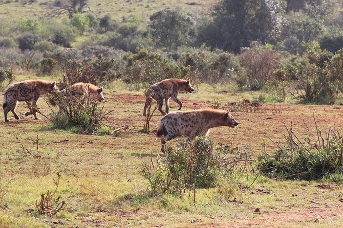 Addo Elephant National Park from Port Elizabeth - FD01 - Is $155.29 good value?