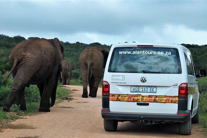Addo Elephant National Park from Port Elizabeth - FD01 - Who will enjoy this Addo safari most?