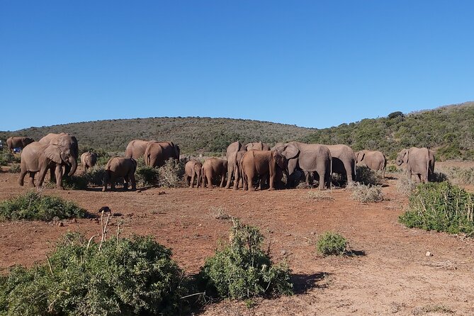 Addo Elephant National Park Full Day Safari - Why a full day at Addo makes sense