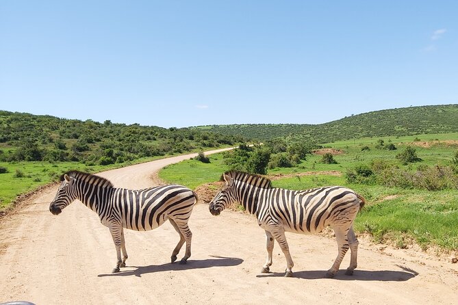 Addo Elephant National Park Full Day Safari - The South African braai is a real part of the experience
