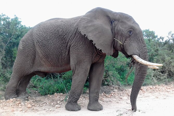 Addo Elephant National Park Full Day Safari - What you are paying for at $169.66