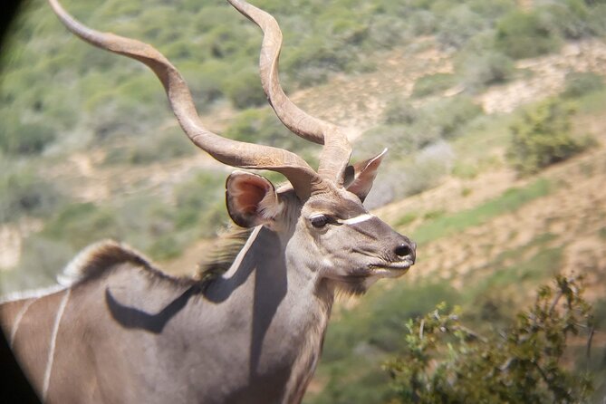 Addo Elephant National Park Full Day Safari - Weather, delays, and the small practical risks