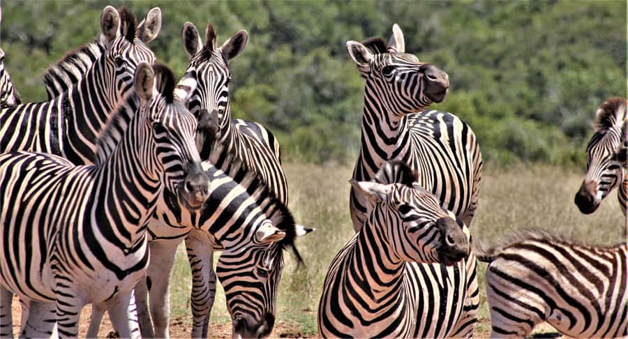 Addo Elephant National Park: Full-Day Safari Tour with Lunch - Addo elephants, Big Five hopes, and a route that needs clarifying