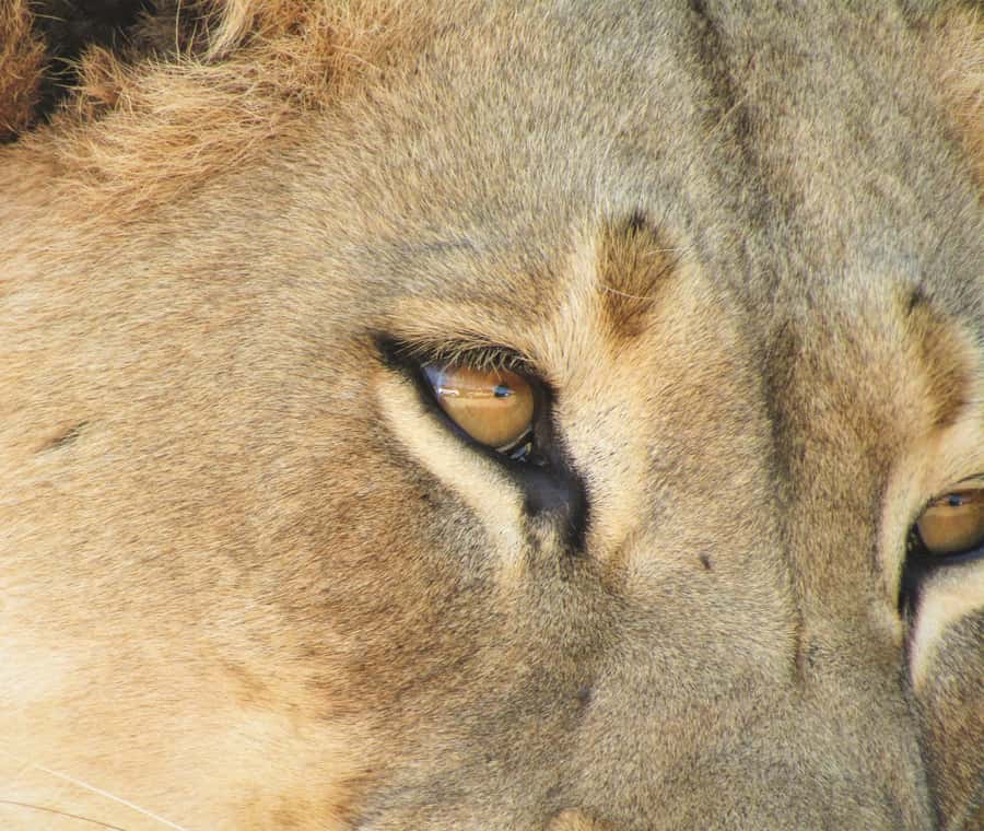 Addo Elephant National Park: Full-Day Safari Tour with Lunch - The real cost and overall value