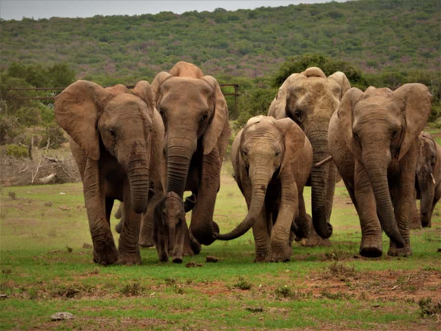 Addo Elephant National Park: Full-Day Safari Tour with Lunch - Meeting at Chrislin African Lodge