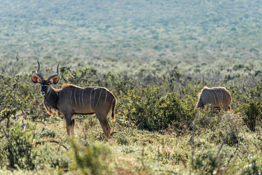 Addo Elephant National Park Full Day Safari with Braai Lunch - The late-afternoon return and golden light