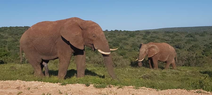 Addo Elephant National Park Full Day Safari with Braai Lunch - Why a full day works well at Addo