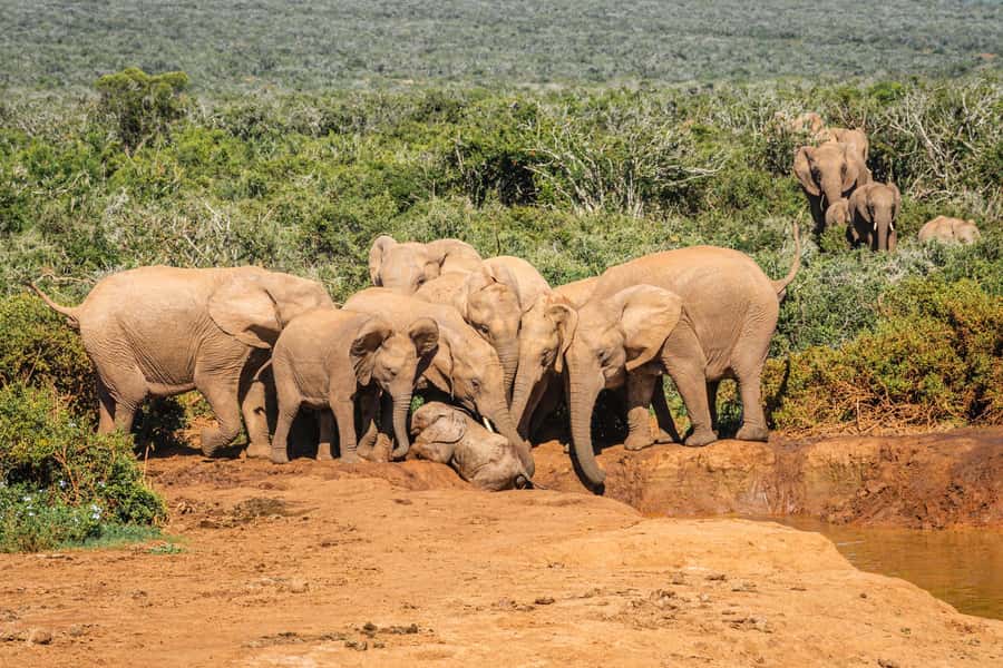 Addo Elephant National Park Full Day Safari with Braai Lunch - Morning game drive: two hours of patient searching