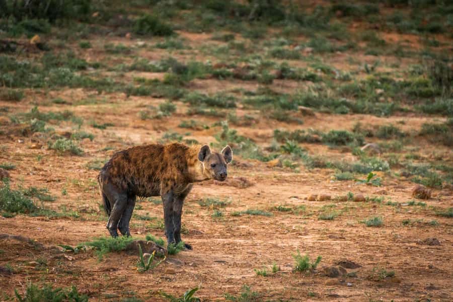 Addo Elephant National Park Full Day Safari with Braai Lunch - The second drive and the move toward lunch
