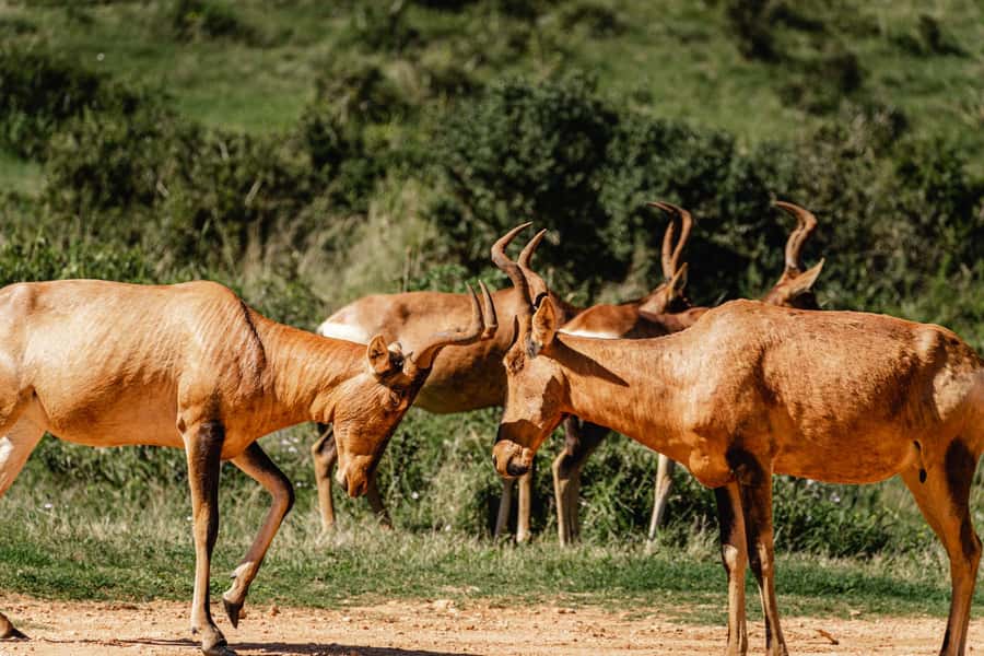 Addo Elephant National Park Full Day Safari with Braai Lunch - The 90-minute braai lunch