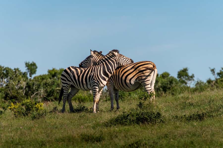 Addo Elephant National Park Full Day Safari with Braai Lunch - Waterholes in the main northern section