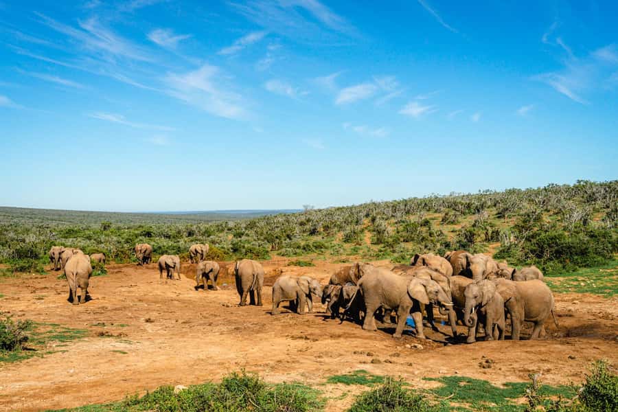 Addo Elephant National Park Full Day Safari with Braai Lunch - Pickup from Port Elizabeth and the ride to Matyholweni