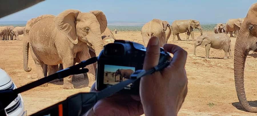 Addo Elephant National Park: Full-Day Safari with Lunch - Key points to know before booking