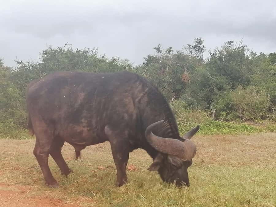 Addo Elephant National Park: Full-Day Safari with Lunch - Why Addo’s elephants make this safari special