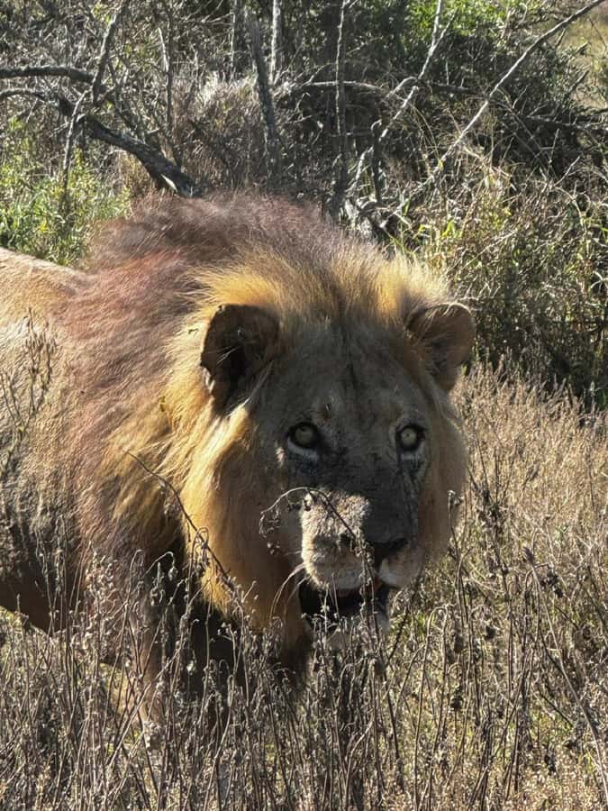 Addo Elephant National Park: Full-Day Safari with Lunch - Four to eight hours of wildlife watching