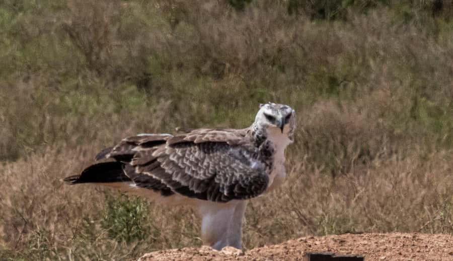 Addo Elephant National Park: Full-Day Safari with Lunch - Leaving Port Elizabeth for the park