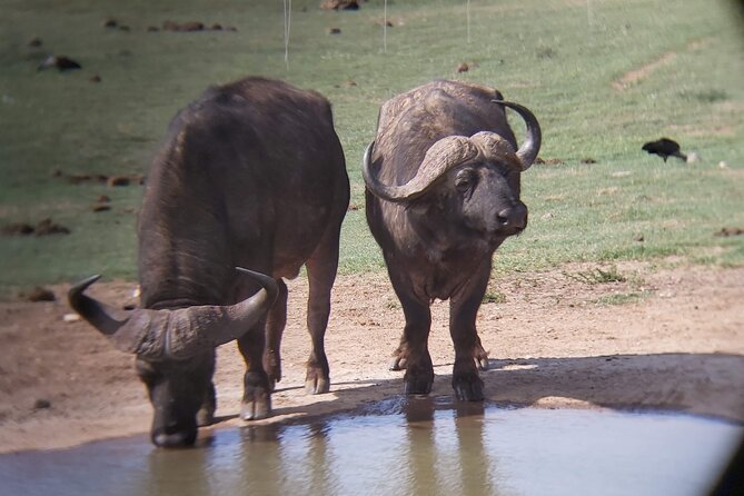 Addo Elephant National Park Full Day Safari - Starting from Port Elizabeth at 7:30 a.m.