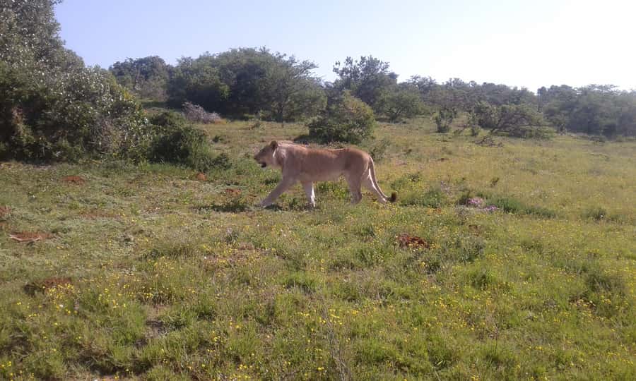 Addo Elephant National Park Game Drive Day Tour With Lunch - A lookout stop for drinks and snacks