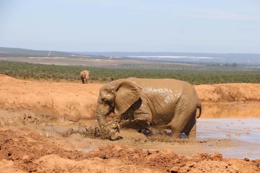 Addo Elephant National Park Game Drive Day Tour With Lunch - The short second game drive