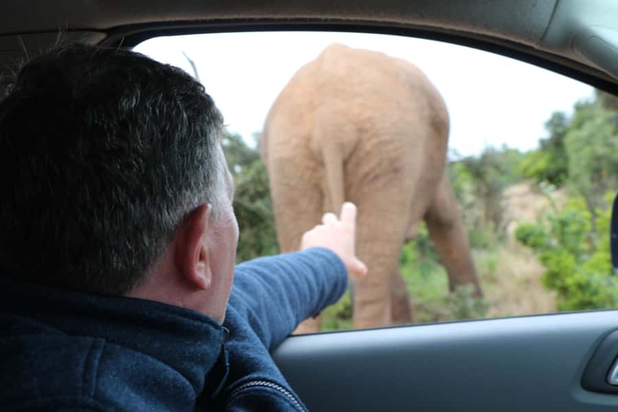 Addo Elephant National Park Game Drive Day Tour With Lunch - The final three-hour game drive