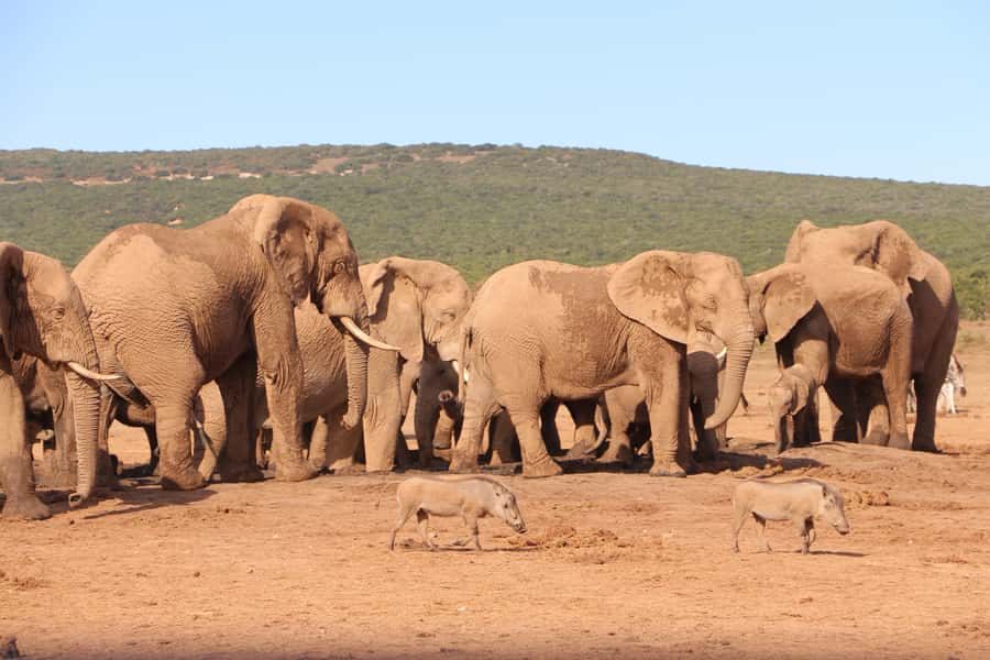 Addo Elephant National Park Game Drive Day Tour With Lunch - Who should book this Addo tour?