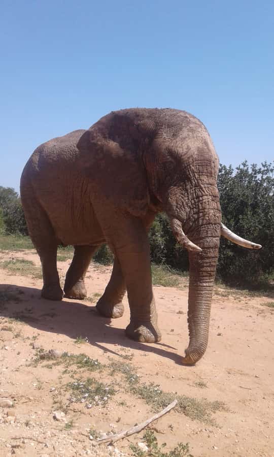 Addo Elephant National Park Game Drive Day Tour With Lunch - Pickup from Port Elizabeth and the ride to the gate