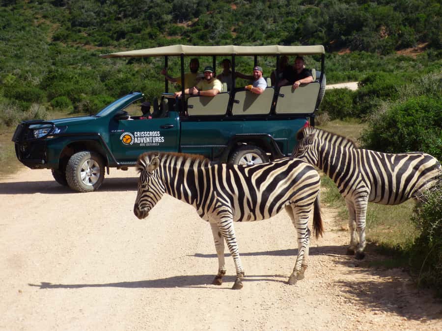 Addo Elephant National Park: Guided Half-Day Safari - Why Addo’s elephants make this safari special