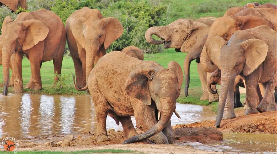 Addo Elephant National Park: Guided Half-Day Safari - What the guide adds to the four-hour drive