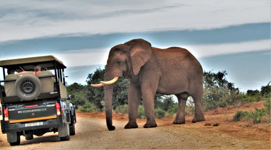 Addo Elephant National Park: Guided Half-Day Safari - Morning versus afternoon: choose with care