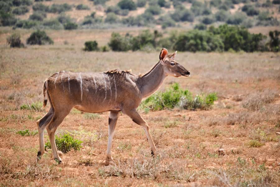 Addo Elephant National Park: Guided Half-Day Safari - Snacks, drinks, and the real price