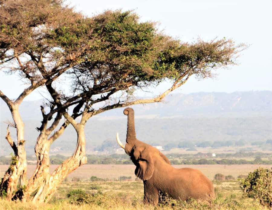 Addo Elephant National Park: Guided Half-Day Safari - Weather, clothing, and what to carry